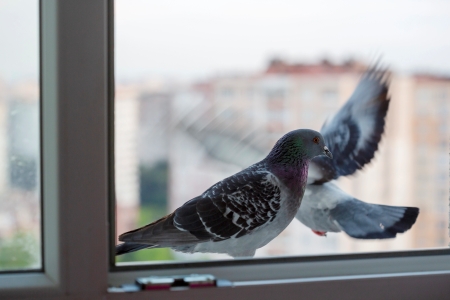 Bird Strike Film